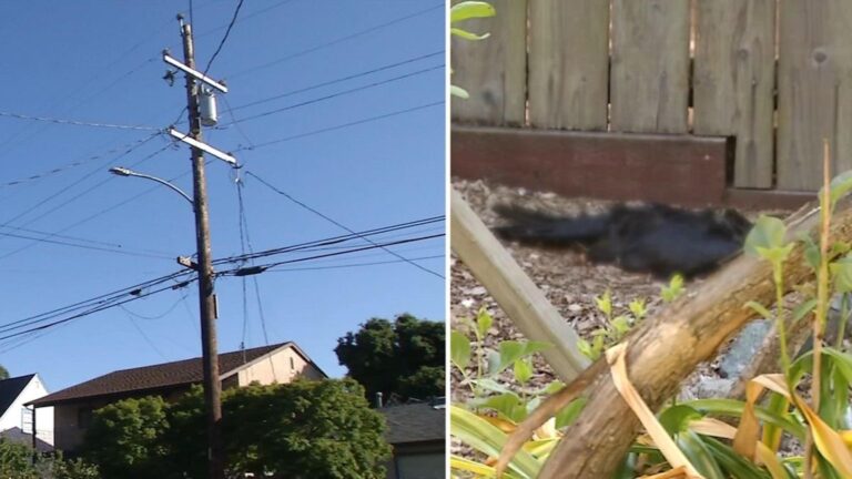 Fowl fatalities mystery: Birds are dropping dead in San Francisco Bay Area – USA Today