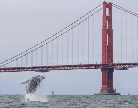 Fifth whale found dead in waters of San Francisco Bay within a month – USA Today