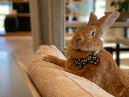 Alex the Great, a sports-loving therapy rabbit, makes waves again at MLB game: Watch – USA Today