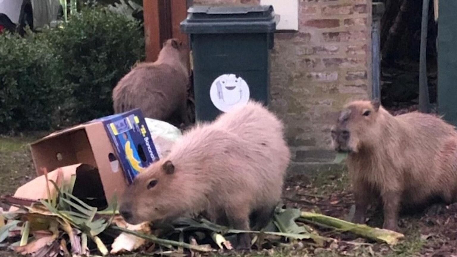 Golden State Takes the Title: Unveiling America’s Rattiest City Golden State Is Nations Rat Capital: This CA City Is Rattiest Place In USA – Patch