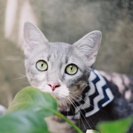 ICE: Federal government requesting San Francisco sheriff to hand over list of undocumented immigrants in jails – ABC7 San Francisco