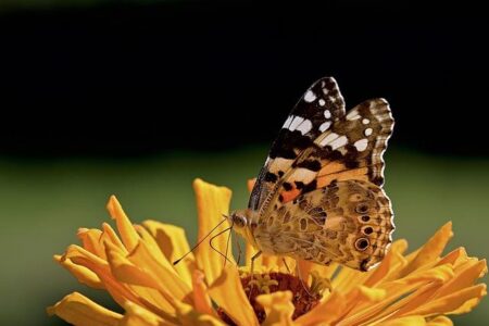 Vanessa Labi joins The Chronicle as assistant arts and entertainment editor – San Francisco Chronicle