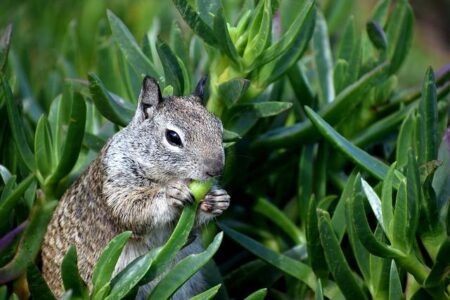 Aggressive squirrel seeking food sends at least two people to ER in California – The Guardian