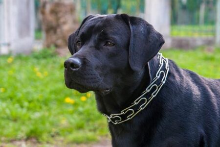 Man hurls ‘incendiary’ at San Francisco home of ChatGPT’s Sam Altman – USA Today
