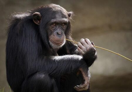 Cobby, America’s Oldest Male Chimpanzee, Passes Away at 63 in San Francisco Zoo Cobby, oldest male chimpanzee in U.S., dies at San Francisco Zoo at age 63 – Local News Matters