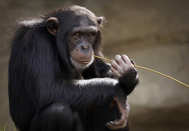 Cobby, America’s Oldest Male Chimpanzee, Passes Away at 63 in San Francisco Zoo Cobby, oldest male chimpanzee in U.S., dies at San Francisco Zoo at age 63 – Local News Matters