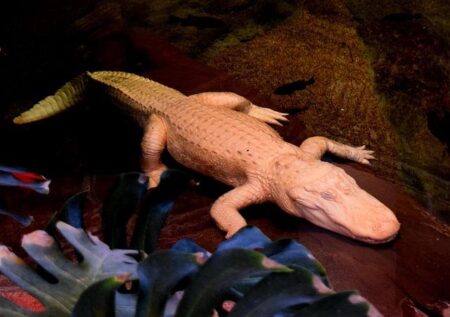 ‘Iconic swamp king’: San Francisco’s beloved albino alligator dies aged 30 – The Guardian