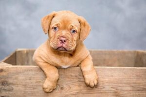 GOP turns dog voter into political tale – PressReader